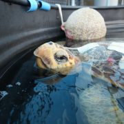 A loggerhead turtle in a rehabilitation pool