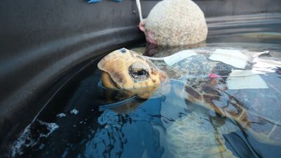 A loggerhead turtle in a rehabilitation pool