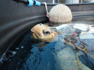 A loggerhead turtle in a rehabilitation pool