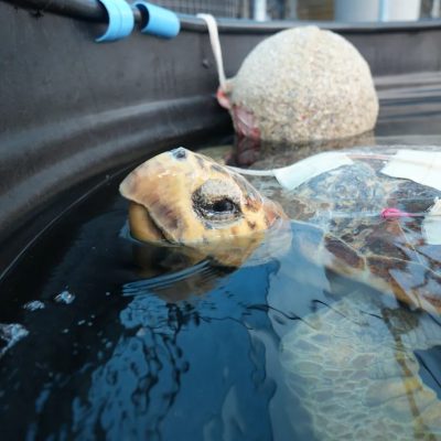 A loggerhead turtle in a rehabilitation pool