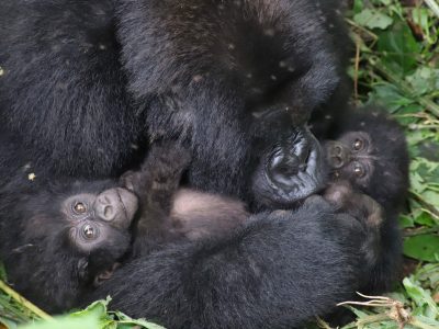 Two mountain gorilla infants beside their mother