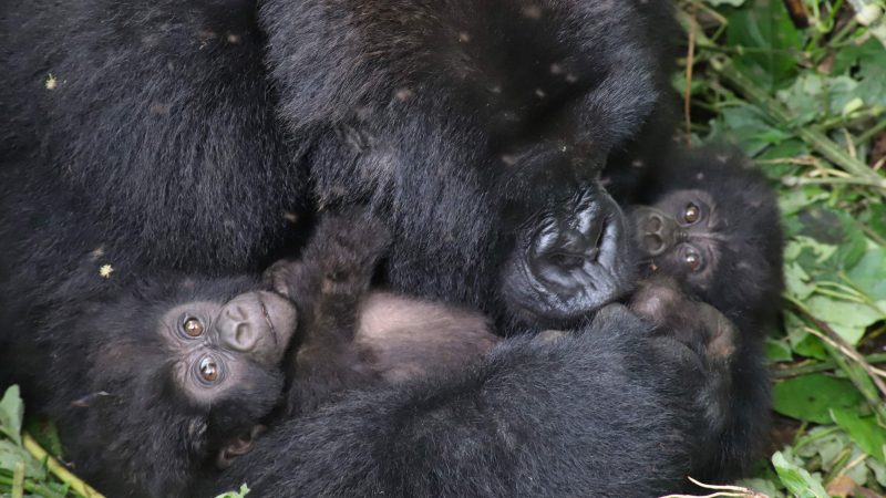 Two mountain gorilla infants beside their mother