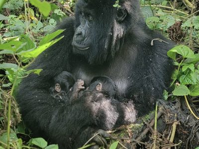 A female mountain gorilla carrying two infants