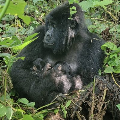 A female mountain gorilla carrying two infants