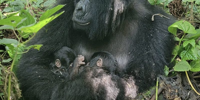 A female mountain gorilla carrying two infants