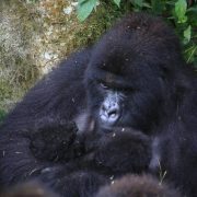 Mountain gorillas of the Baraka family in dense forest