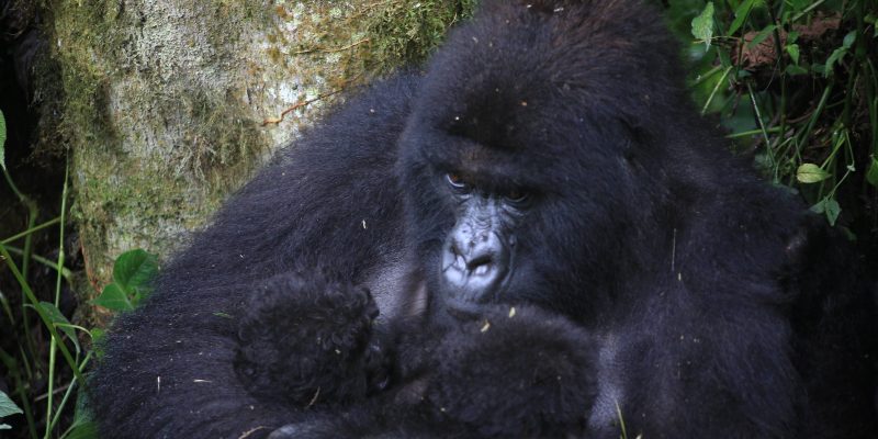 Mountain gorillas of the Baraka family in dense forest