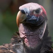 A lappet-faced vulture at a captive breeding facility