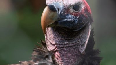 A lappet-faced vulture at a captive breeding facility