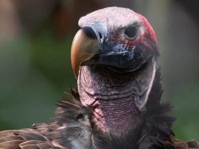 A lappet-faced vulture at a captive breeding facility