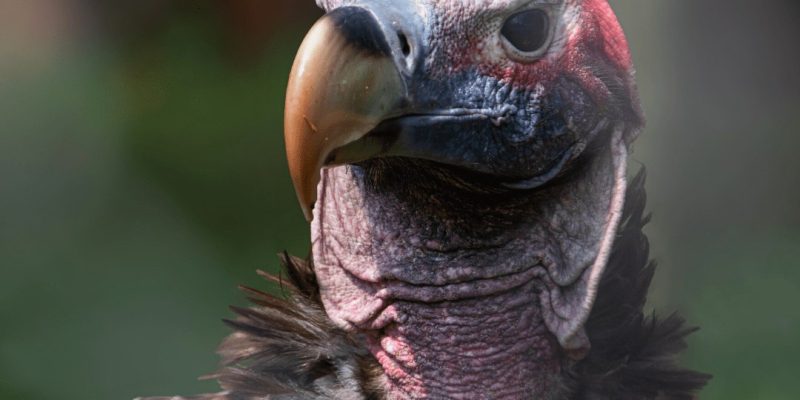 A lappet-faced vulture at a captive breeding facility