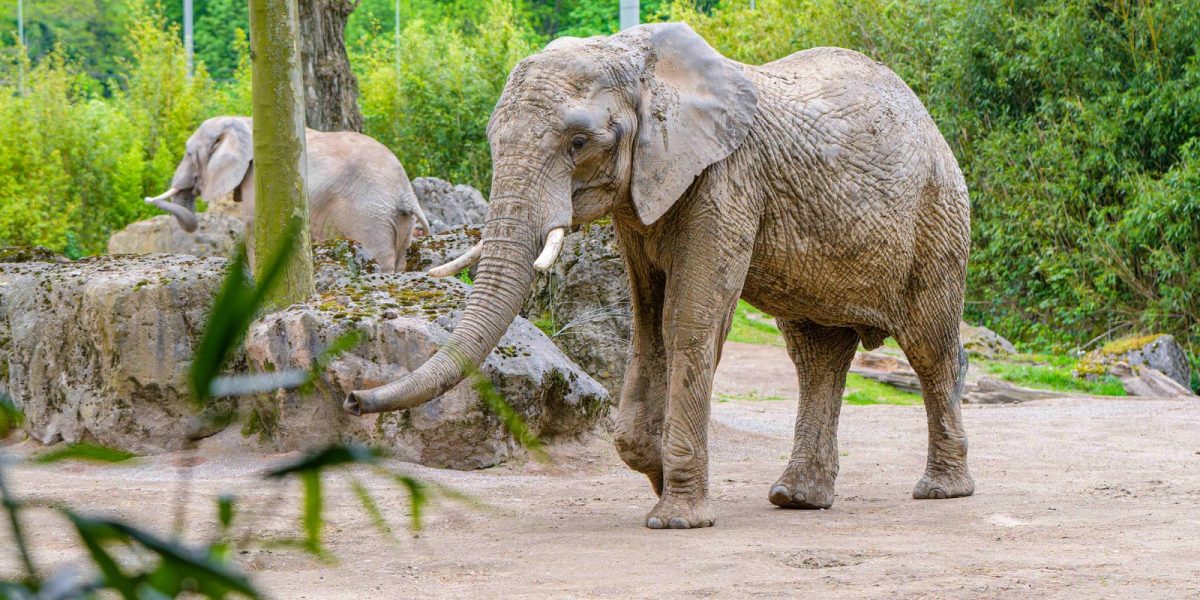 An African elephant walks across the sandy floor of its enclosure at Zoo Duisburg, trunk lowered and tusks visible, with a second elephant standing on rockwork behind it and green trees beyond the fence.