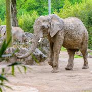 An African elephant walks across the sandy floor of its enclosure at Zoo Duisburg, trunk lowered and tusks visible, with a second elephant standing on rockwork behind it and green trees beyond the fence.