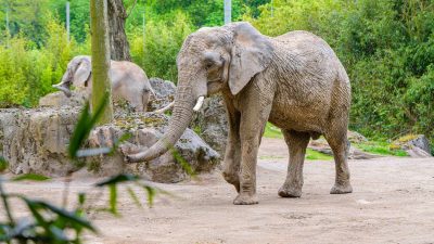 An African elephant walks across the sandy floor of its enclosure at Zoo Duisburg, trunk lowered and tusks visible, with a second elephant standing on rockwork behind it and green trees beyond the fence.