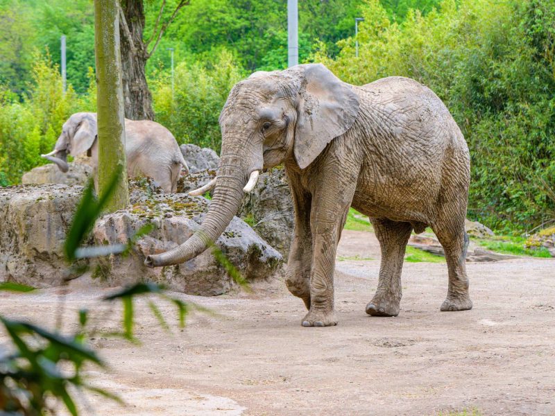 An African elephant walks across the sandy floor of its enclosure at Zoo Duisburg, trunk lowered and tusks visible, with a second elephant standing on rockwork behind it and green trees beyond the fence.