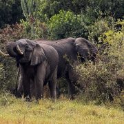 Two African elephants stand feeding among dense green scrub and trees on a grassy slope in Kenya's Maasai Mara.