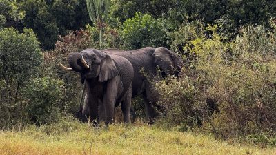 Two African elephants stand feeding among dense green scrub and trees on a grassy slope in Kenya's Maasai Mara.