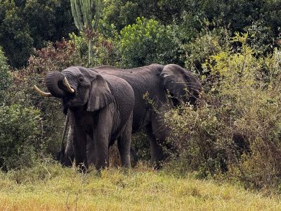 Two African elephants stand feeding among dense green scrub and trees on a grassy slope in Kenya's Maasai Mara.