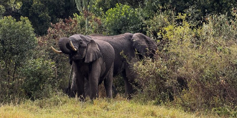 Two African elephants stand feeding among dense green scrub and trees on a grassy slope in Kenya's Maasai Mara.