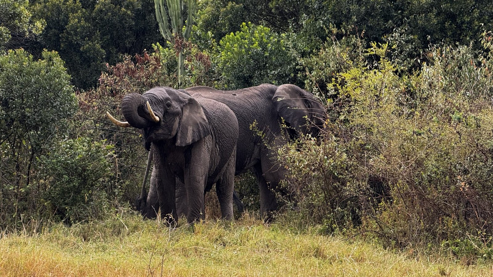 Two African elephants stand feeding among dense green scrub and trees on a grassy slope in Kenya's Maasai Mara.