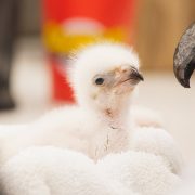 A downy white African fish eagle chick sits in a folded towel beside a hand-held eagle puppet with a hooked black beak and a brown glass eye, used so the chick does not imprint on people