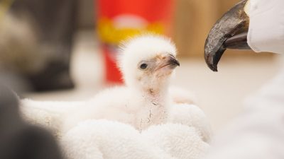 A downy white African fish eagle chick sits in a folded towel beside a hand-held eagle puppet with a hooked black beak and a brown glass eye, used so the chick does not imprint on people