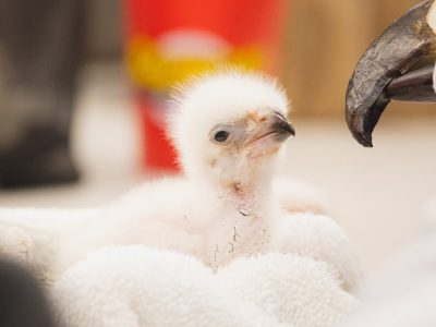 A downy white African fish eagle chick sits in a folded towel beside a hand-held eagle puppet with a hooked black beak and a brown glass eye, used so the chick does not imprint on people