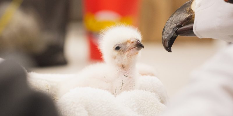 A downy white African fish eagle chick sits in a folded towel beside a hand-held eagle puppet with a hooked black beak and a brown glass eye, used so the chick does not imprint on people