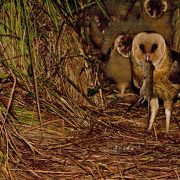 An African grass owl stands at a ground nest inside a tunnel of dense flattened grass at night, a rodent hanging from its beak, with two downy chicks visible in the shadows behind it.