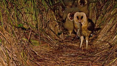 An African grass owl stands at a ground nest inside a tunnel of dense flattened grass at night, a rodent hanging from its beak, with two downy chicks visible in the shadows behind it.