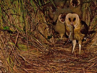 An African grass owl stands at a ground nest inside a tunnel of dense flattened grass at night, a rodent hanging from its beak, with two downy chicks visible in the shadows behind it.