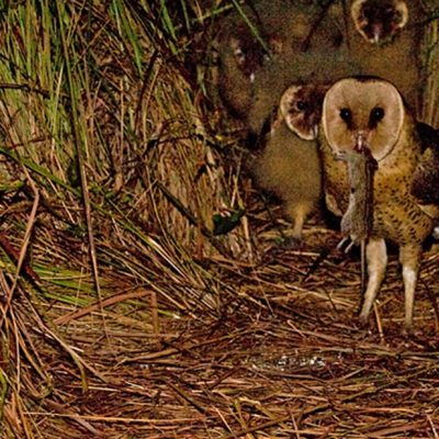 An African grass owl stands at a ground nest inside a tunnel of dense flattened grass at night, a rodent hanging from its beak, with two downy chicks visible in the shadows behind it.