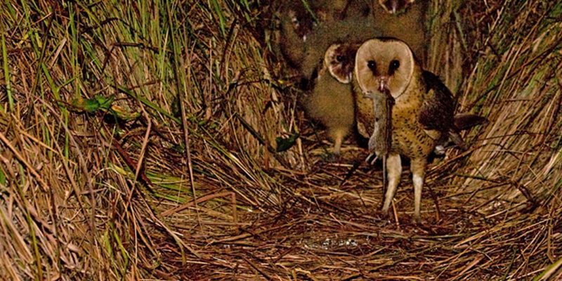 An African grass owl stands at a ground nest inside a tunnel of dense flattened grass at night, a rodent hanging from its beak, with two downy chicks visible in the shadows behind it.