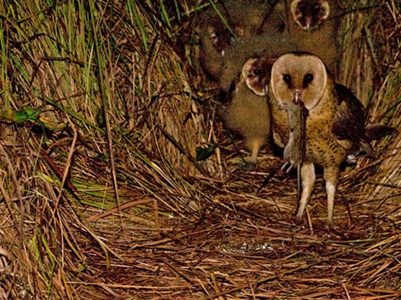 An African grass owl stands at a ground nest inside a tunnel of dense flattened grass at night, a rodent hanging from its beak, with two downy chicks visible in the shadows behind it.