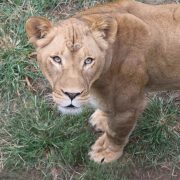 A young female African lion stands on patchy grass and looks up directly at the camera, her front paw lifted mid-step.