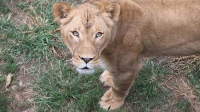 A young female African lion stands on patchy grass and looks up directly at the camera, her front paw lifted mid-step.