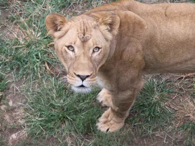 A young female African lion stands on patchy grass and looks up directly at the camera, her front paw lifted mid-step.