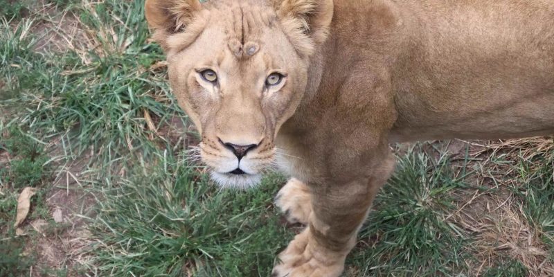 A young female African lion stands on patchy grass and looks up directly at the camera, her front paw lifted mid-step.