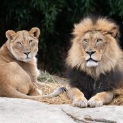 An adult African lion lies in grass in an outdoor habitat, looking toward the camera.