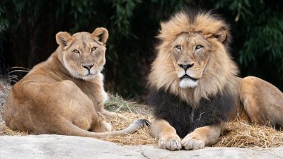 An adult African lion lies in grass in an outdoor habitat, looking toward the camera.