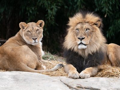 An adult African lion lies in grass in an outdoor habitat, looking toward the camera.