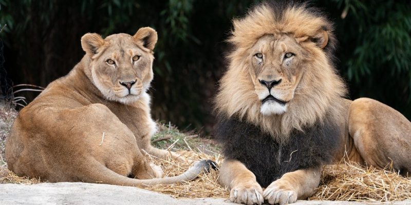 An adult African lion lies in grass in an outdoor habitat, looking toward the camera.