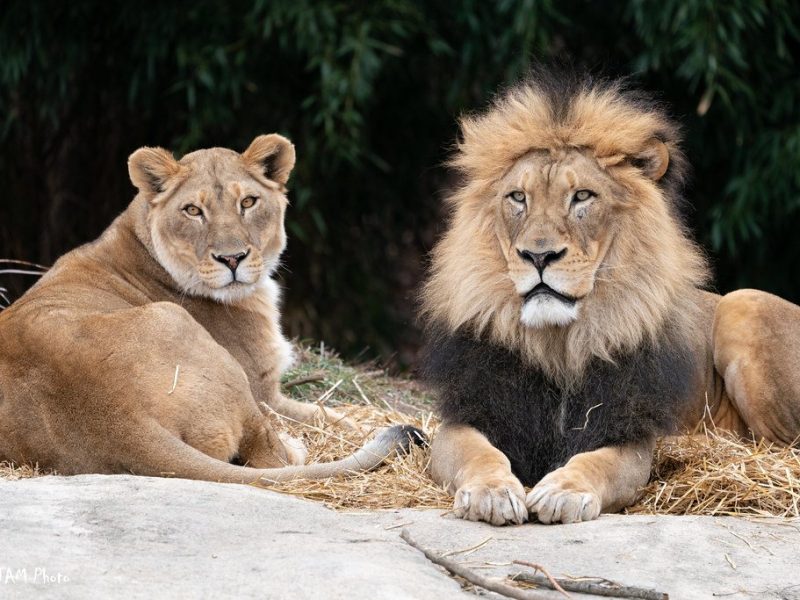 An adult African lion lies in grass in an outdoor habitat, looking toward the camera.