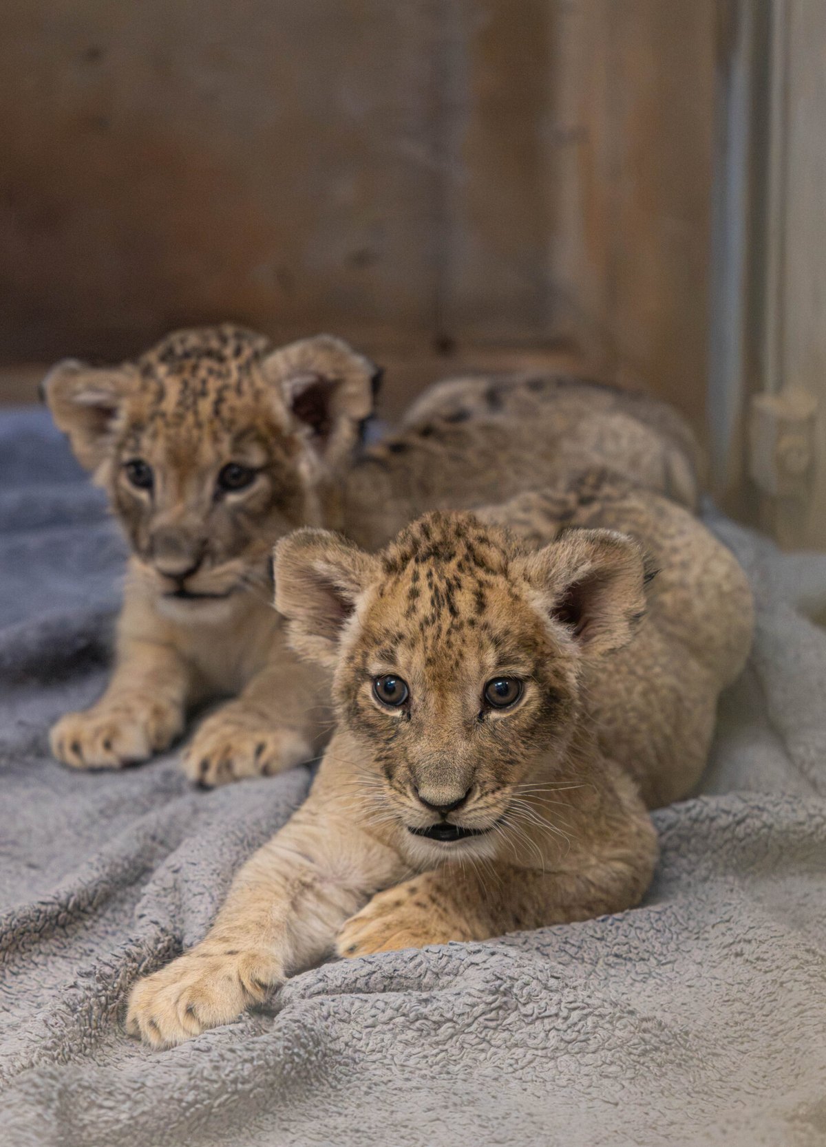 Two young African lion cubs lie side by side on a gray fleece blanket in an indoor care room, both looking at the camera, their faces and legs still marked with the dark rosette spots that lion cubs are born with.