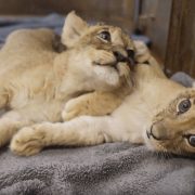 Two African lion cubs lie stretched out together on a grey fleece blanket in an indoor care room, one resting its head across the other's shoulder, both still showing the dark rosette spots on their faces and legs.