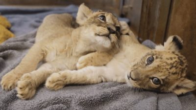 Two African lion cubs lie stretched out together on a grey fleece blanket in an indoor care room, one resting its head across the other's shoulder, both still showing the dark rosette spots on their faces and legs.