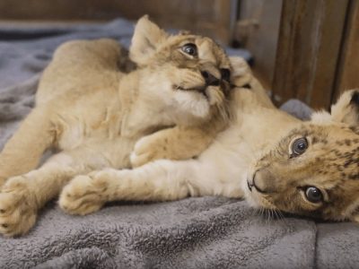 Two African lion cubs lie stretched out together on a grey fleece blanket in an indoor care room, one resting its head across the other's shoulder, both still showing the dark rosette spots on their faces and legs.