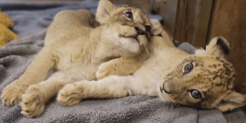 Two African lion cubs lie stretched out together on a grey fleece blanket in an indoor care room, one resting its head across the other's shoulder, both still showing the dark rosette spots on their faces and legs.