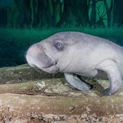 An African manatee rests on the pale sandy floor of a large aquarium habitat, whiskered snout and paddle-shaped flippers toward the camera, with a second manatee lying behind it and a painted mangrove backdrop beyond.