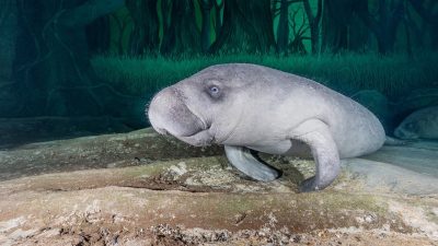 An African manatee rests on the pale sandy floor of a large aquarium habitat, whiskered snout and paddle-shaped flippers toward the camera, with a second manatee lying behind it and a painted mangrove backdrop beyond.